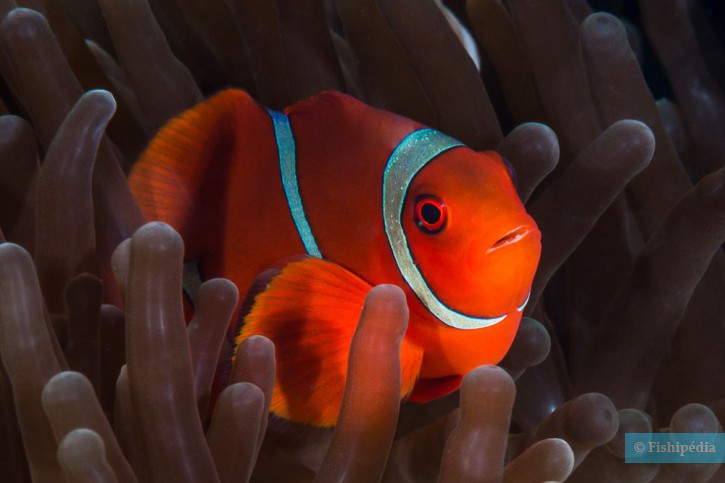 Amphiprion biaculeatus