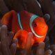 picture of Amphiprion biaculeatus