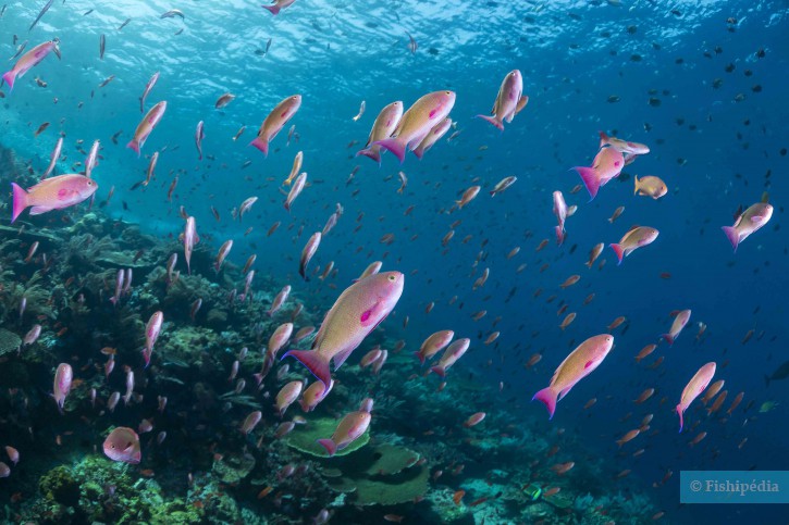 photographie - Patrick Desormais