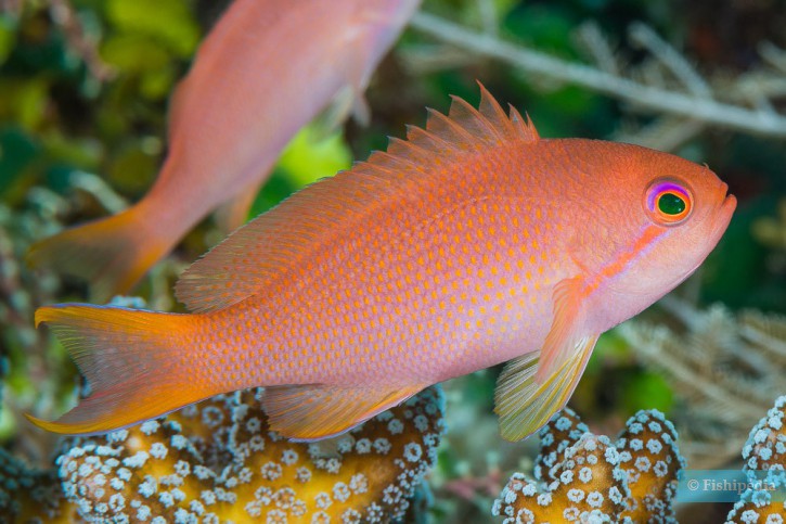 Pseudanthias squamipinnis - sea goldie