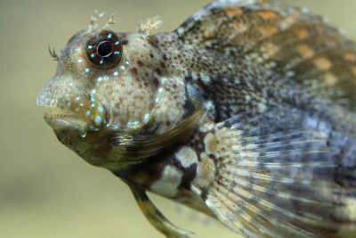 salarias, blennie rayée Blenniidae