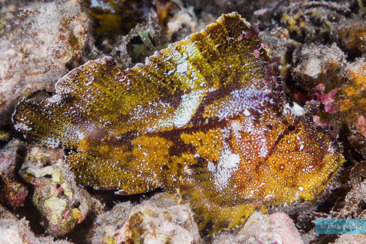 Taenianotus triacanthus - leaf scorpionfish