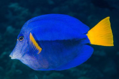 chirurgien à queue jaune Acanthuridae