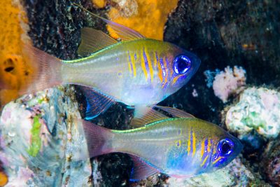 threadfin cardinalfish Apogonidae