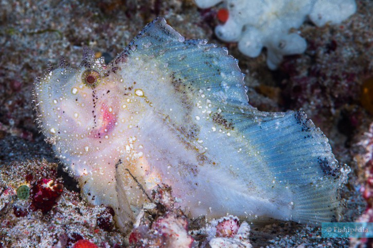 Taenianotus triacanthus - leaf scorpionfish