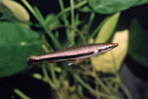 Nannostomus harrisoni
