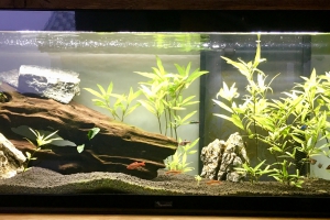 Mon premier "vrai" aquarium