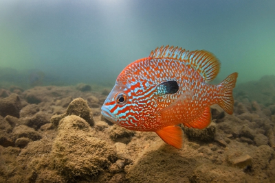 Lepomis megalotis Centrarchidae