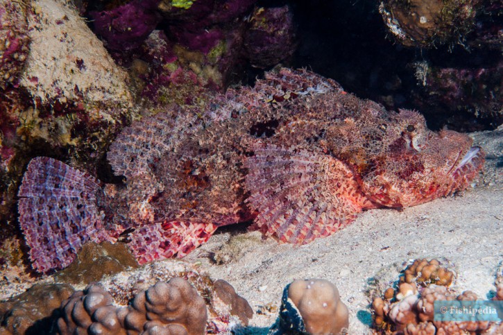 Scorpaenopsis oxycephala - poisson-scorpion à houppe