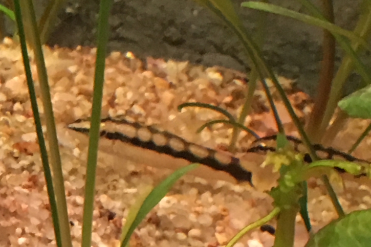 Ambastaia sidthimunki