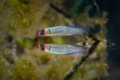 russetfin topminnow Fundulidae