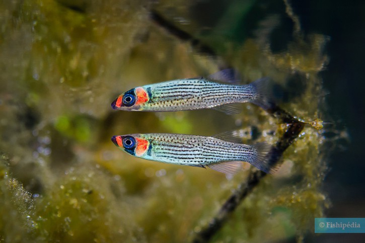 Fundulus escambiae