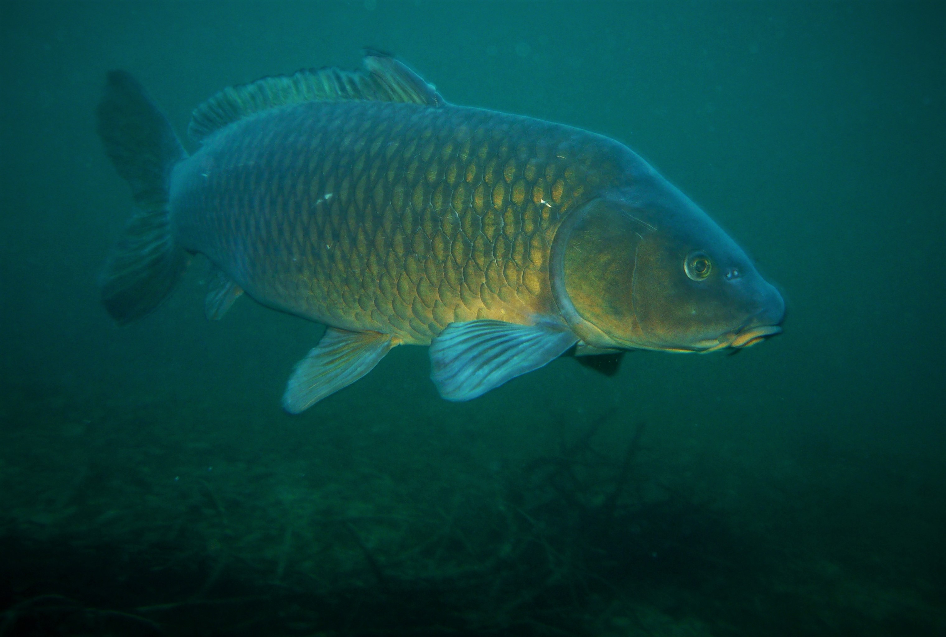 Carpe commune • Cyprinus carpio • Fiche poissons