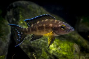 Neolamprologus buescheri