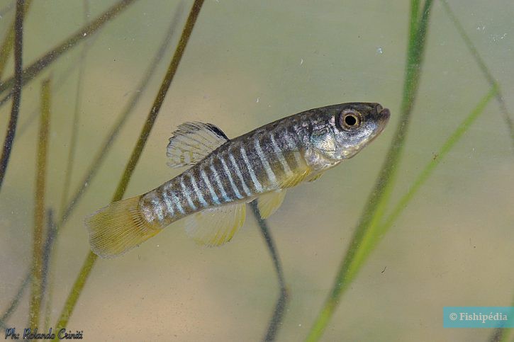 Aphanius fasciatus