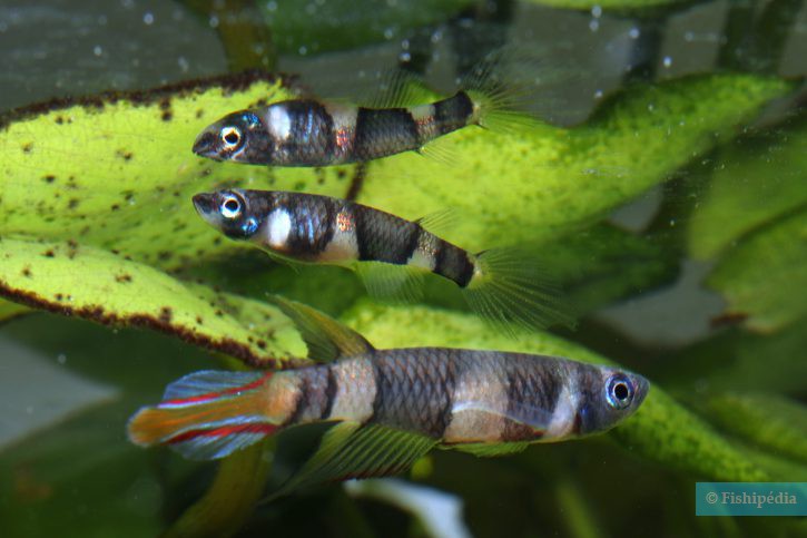 Pseudepiplatys annulatus