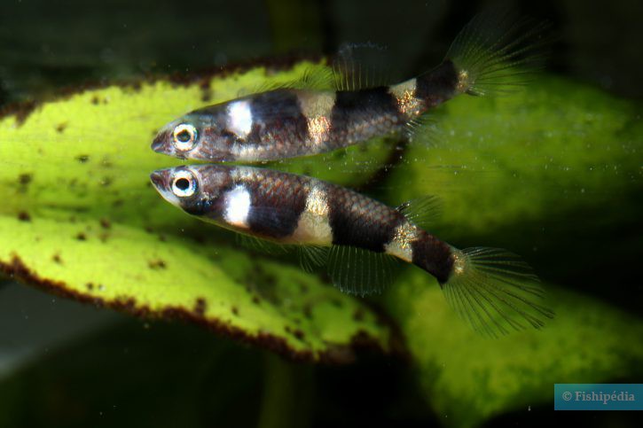 Pseudepiplatys annulatus