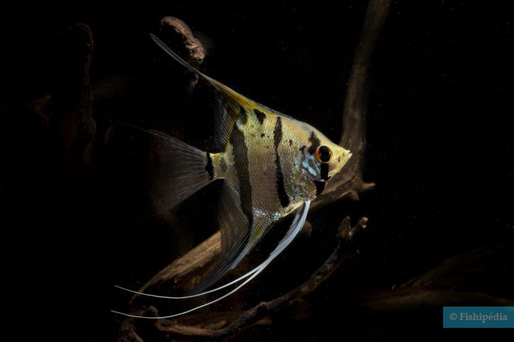 Pterophyllum scalare