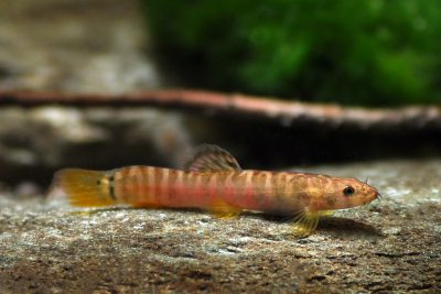 Schistura nilgiriensis Nemacheilidae