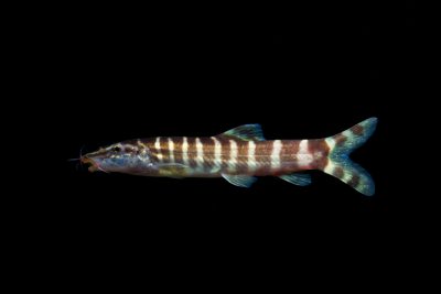 loche or zébrée Cobitidae