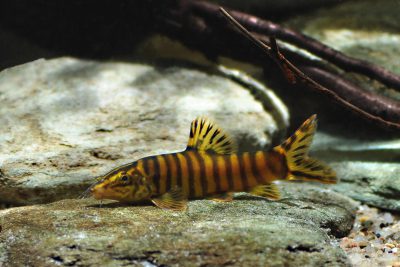 Sinibotia robusta Cobitidae