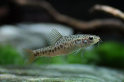 loche Inle Balitoridae