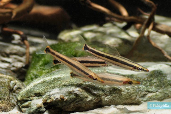 Anostomus ternetzi