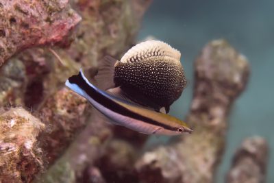 labre nettoyeur commun Labridae