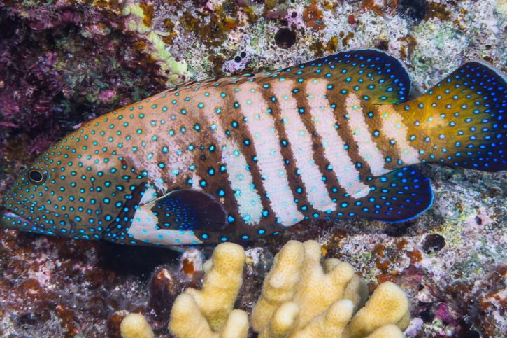 Cephalopholis argus - peacock grouper