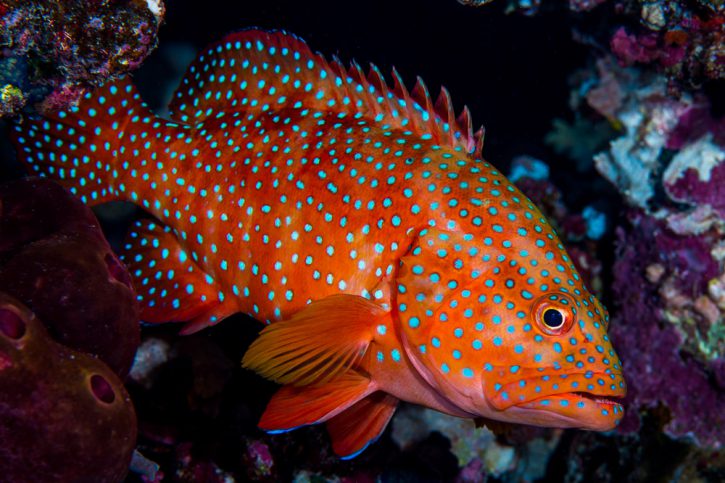 Cephalopholis miniata - Miniatus grouper