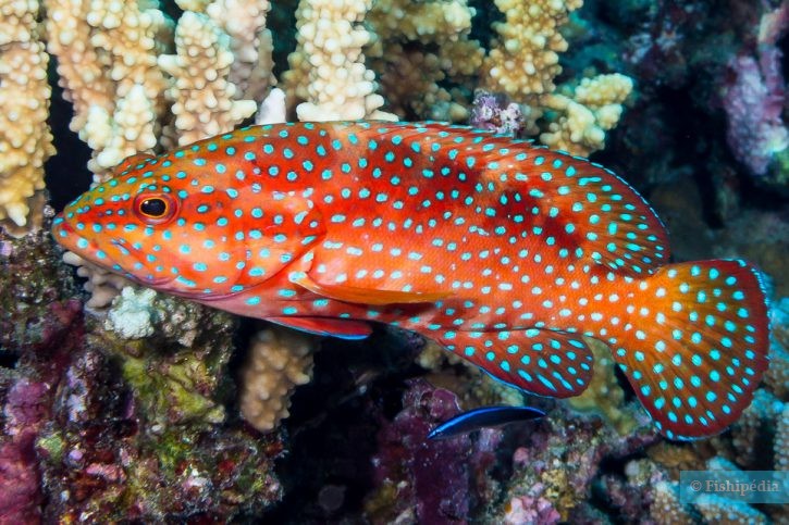 Cephalopholis miniata - Miniatus grouper