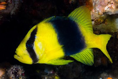 barred soapfish Liopropomatidae
