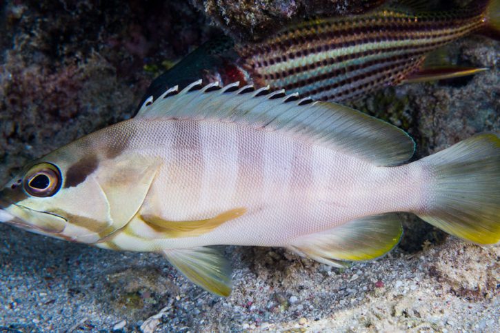 Epinephelus fasciatus - blacktip grouper