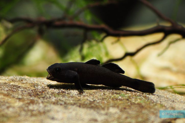 Mugilogobius sarasinorum