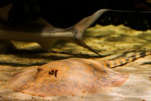 Potamotrygon schroederi