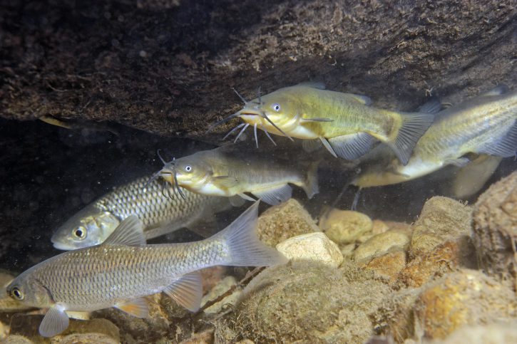 Ameiurus melas - poisson-chat