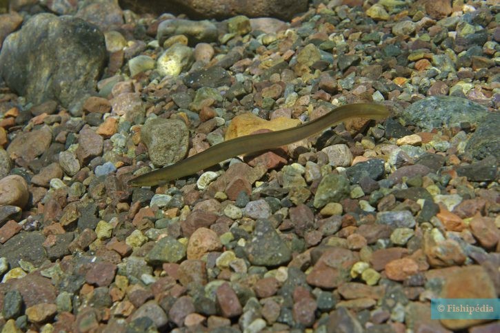 Anguilla anguilla - european eel