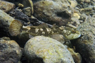 bullhead Cottidae