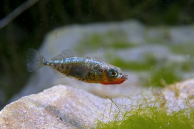 spinarello Gasterosteidae