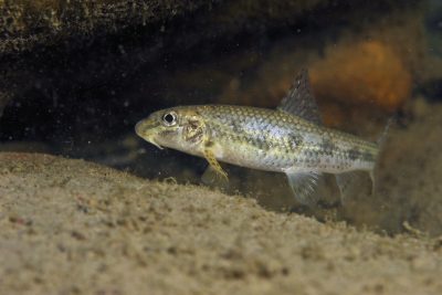 Gobio occitaniae Gobionidae