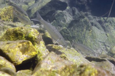 thinlip grey mullet Mugilidae