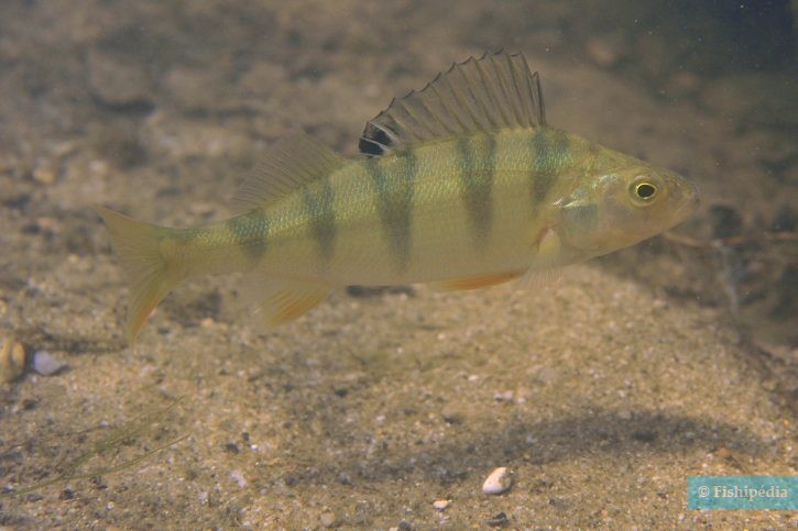 Perca fluviatilis - european perch