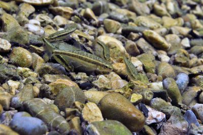 vairon du Languedoc Leuciscidae