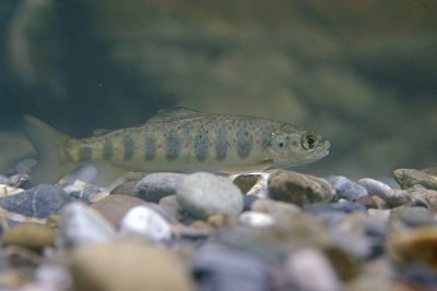 saumon Atlantique Salmonidae