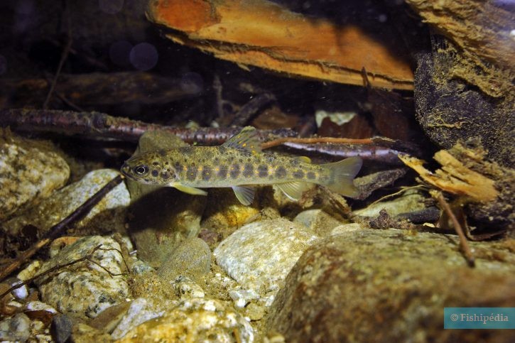 Salmo trutta