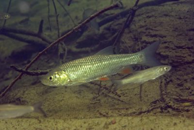 chevaine Leuciscidae