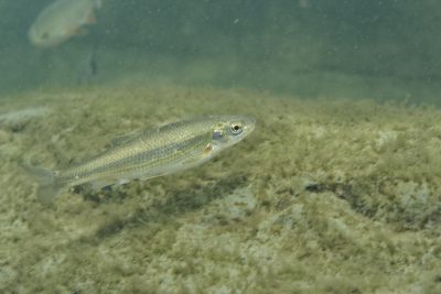 souffia Cyprinidae