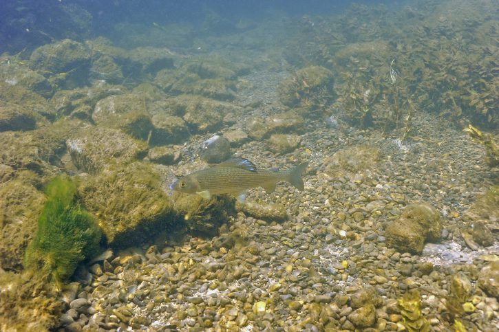 Thymallus thymallus - grayling