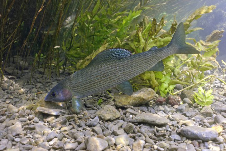 Thymallus thymallus - grayling