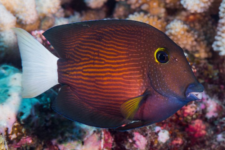 Quels poissons pour réaliser un aquarium d’eau de mer ?